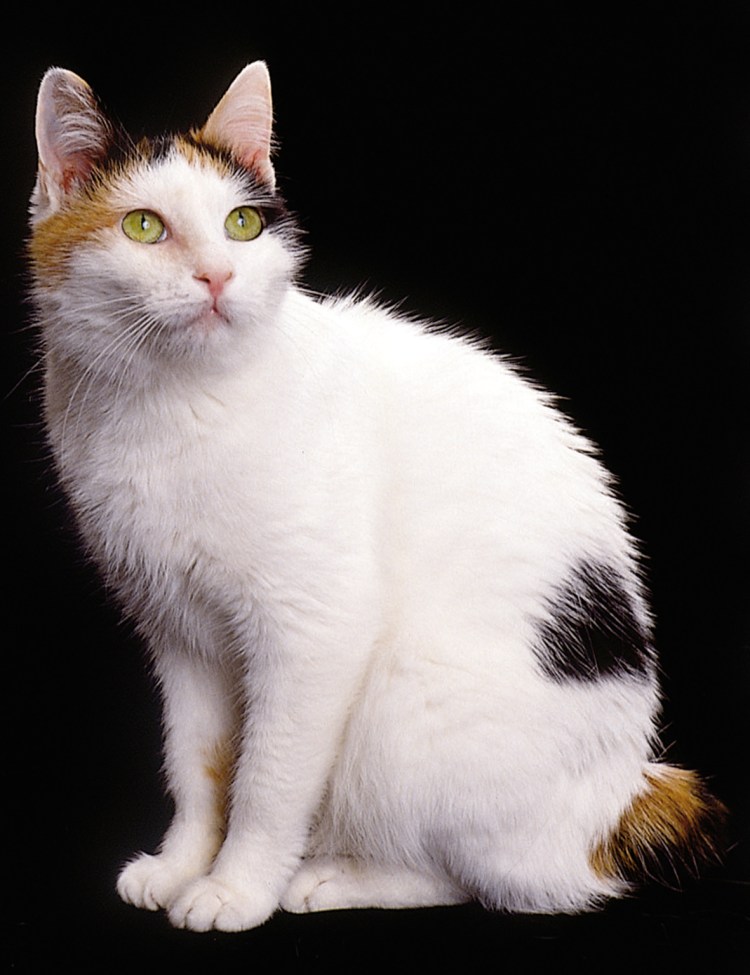 Эгейская трехшерстная кошка