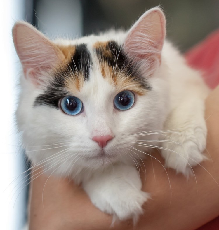 Ангорская кошка трехцветная