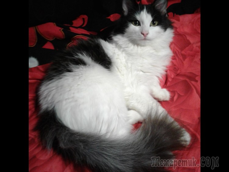 Трехшерстная ангорская кошка