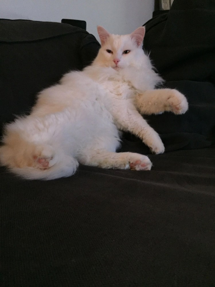 Норвежская Лесная кошка трехцветная