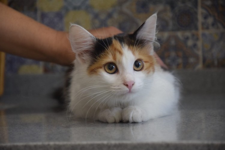 Трехцветная турецкая ангорская кошка