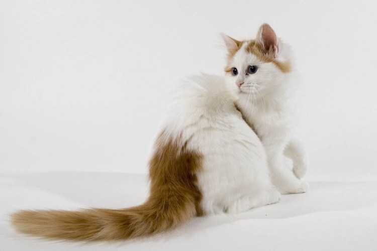 Ангорская кошка трехцветная