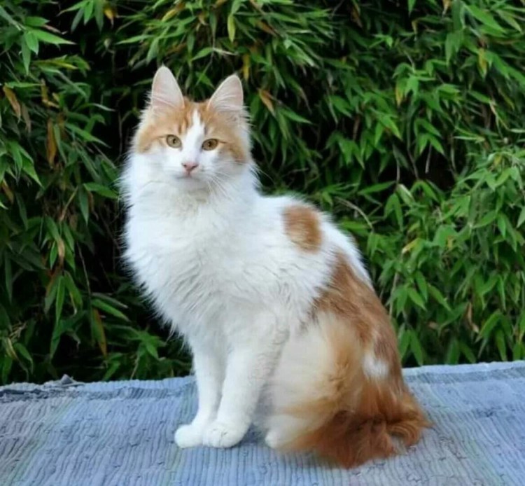 Белый кот с рыжими пятнами