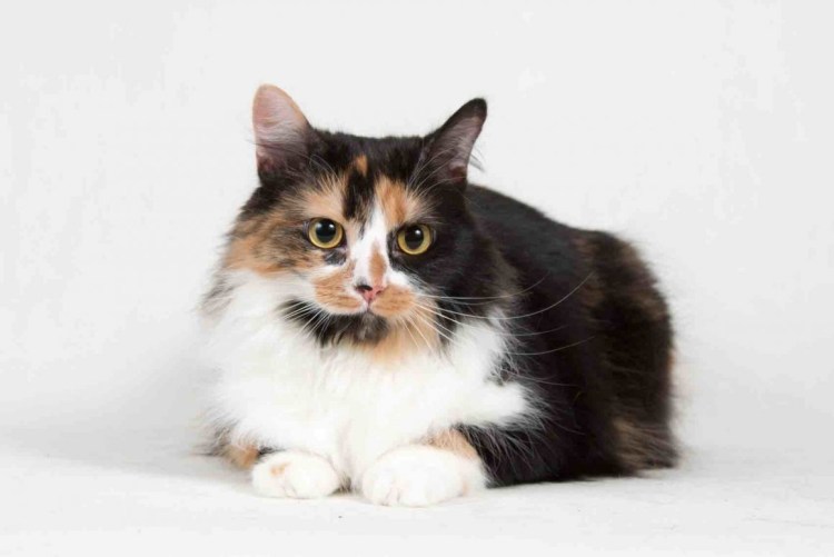 Турецкий Ван кошка