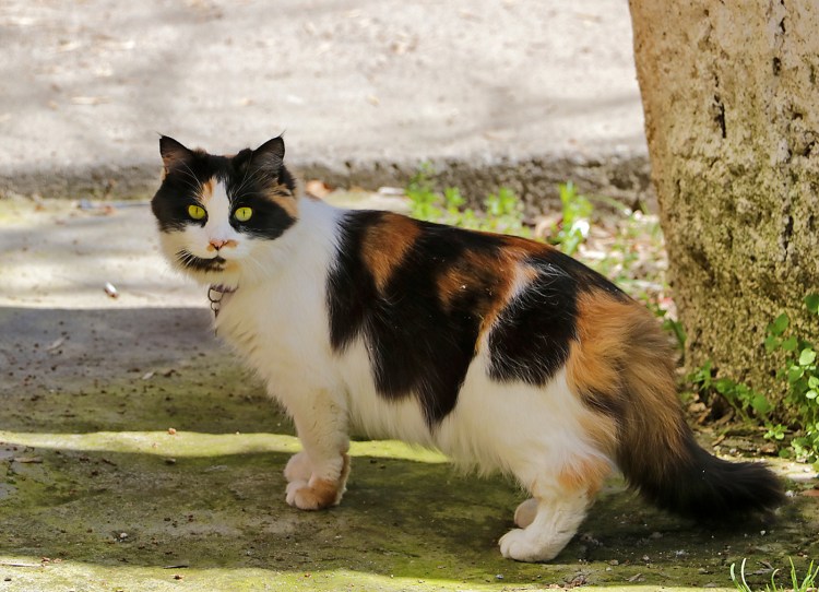 Турецкий Ван длинношёрстный котенок