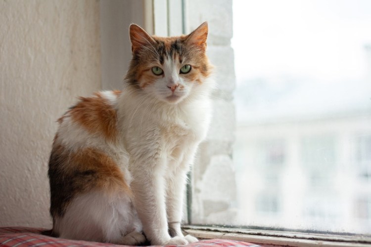 Изумрудные глаза трехцветная кошка