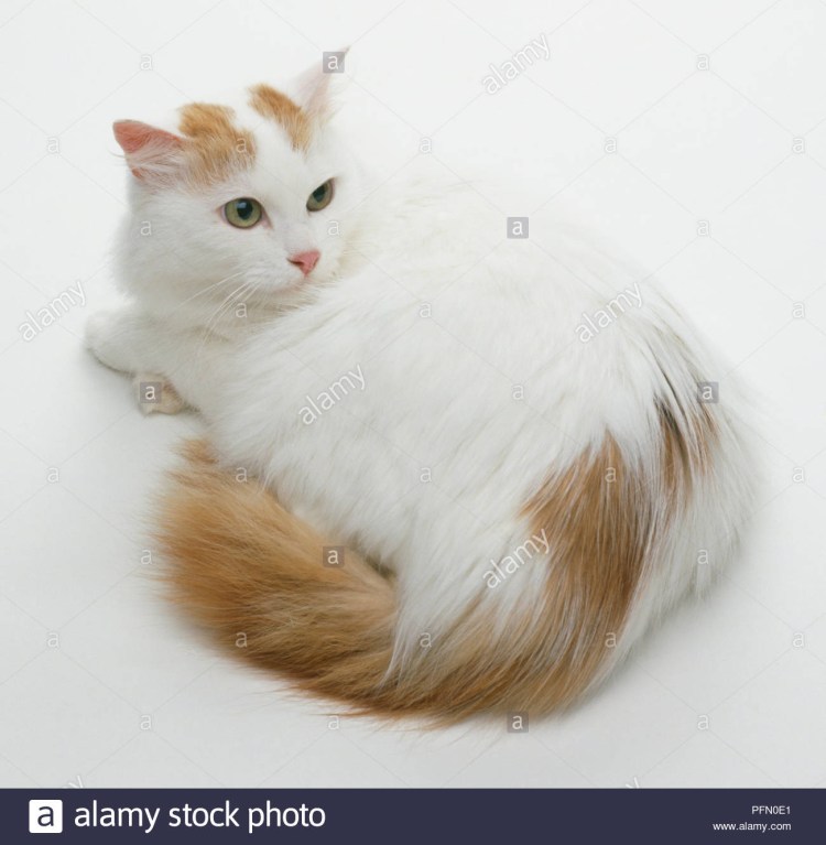 Турецкий Ван черепаховый