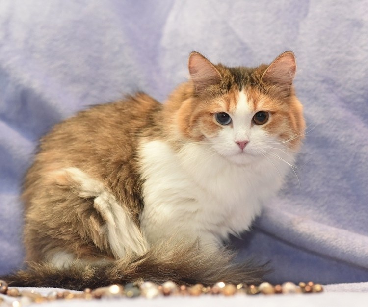 Турецкий Ван кошка