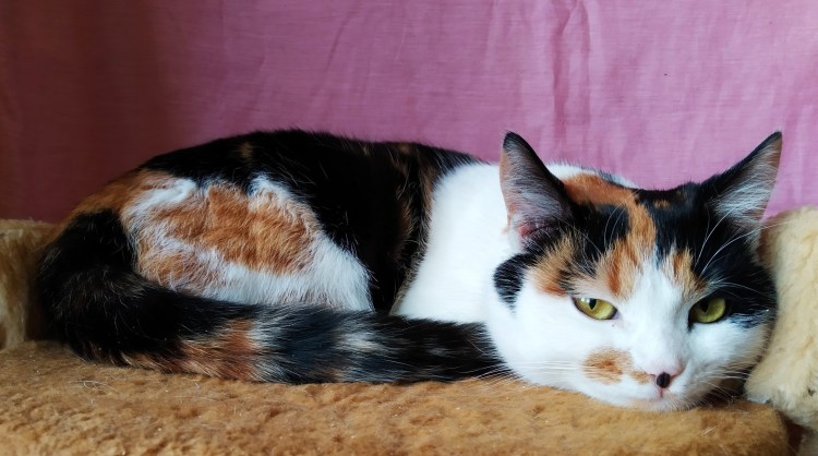 Ангорская кошка трехцветная