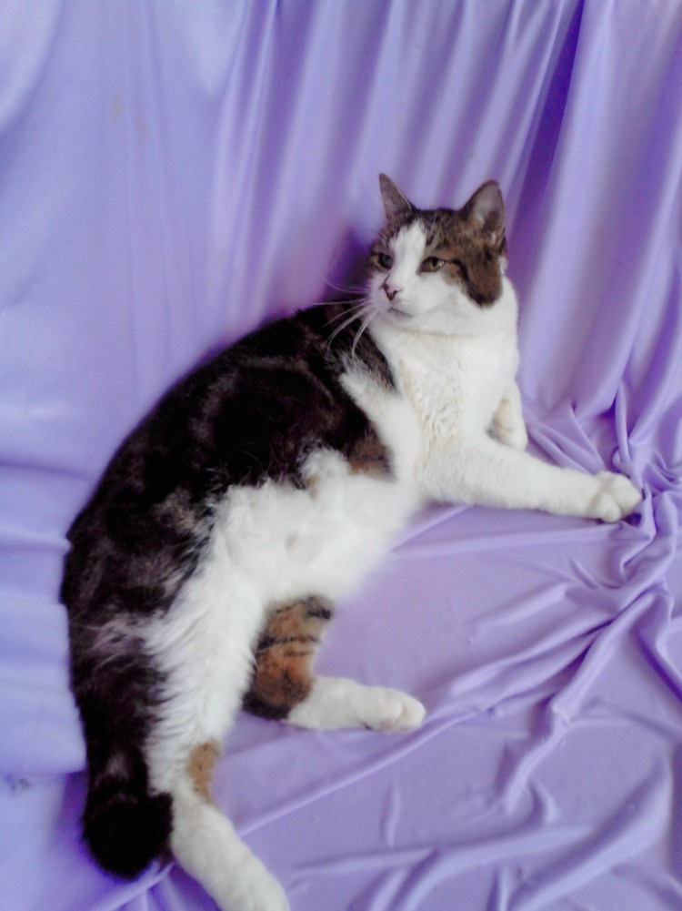 Рэгдолл короткошерстный серый