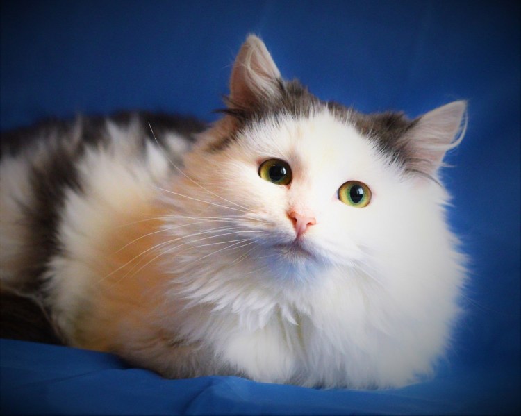 Турецкий Ван черепахового окраса