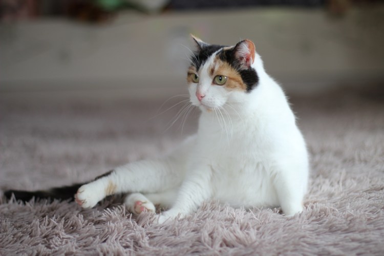 Трехцветная турецкая ангорская кошка