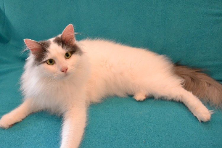 Гладкошерстный турецкий Ван рыже белый