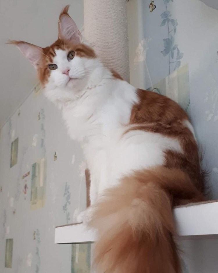 Маркиз трехцветный