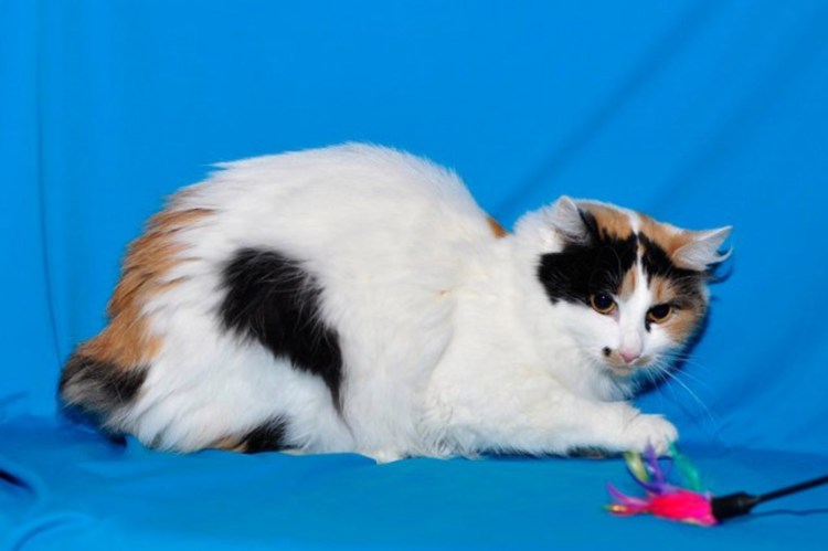 Турецкий Ван порода кошек