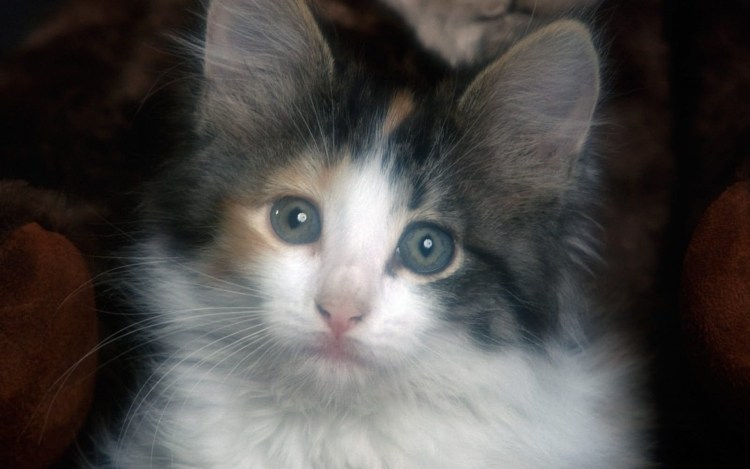 Турецкий Ван рыжий гладкошерстный