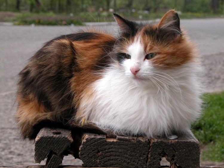 Четырёхшерстная кошка