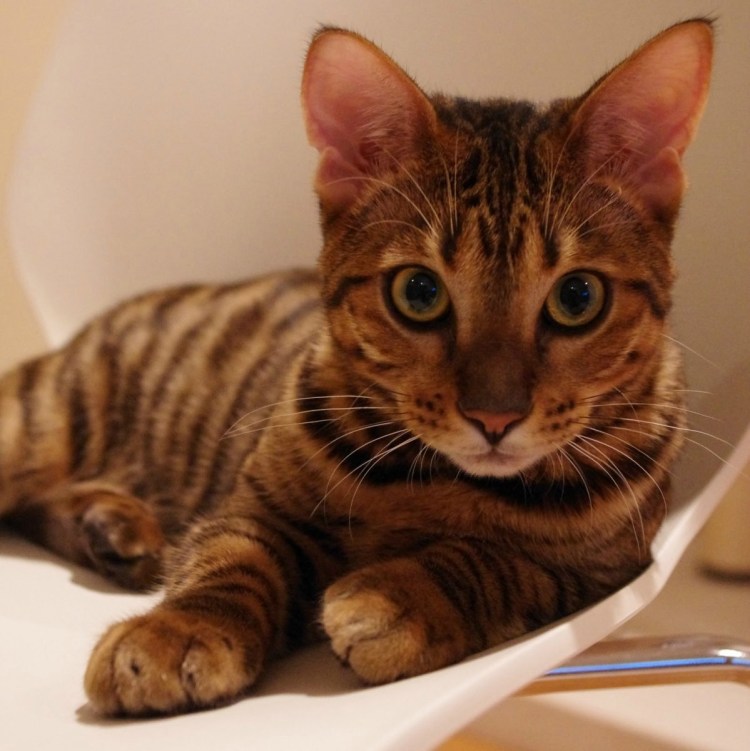 Бенгальский кот полосатый