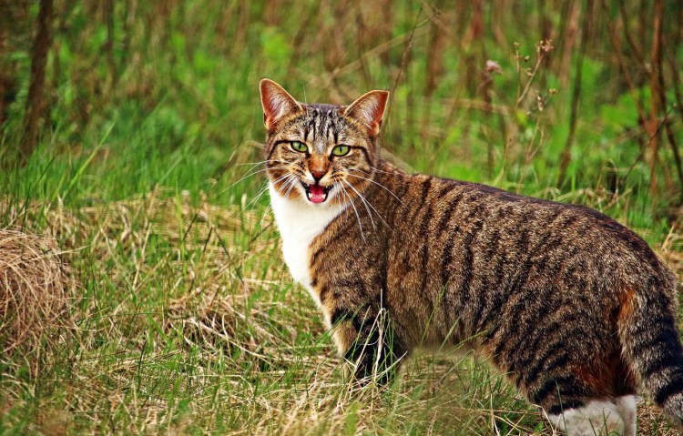 Кошка тигрового окраса и зелёные глаза