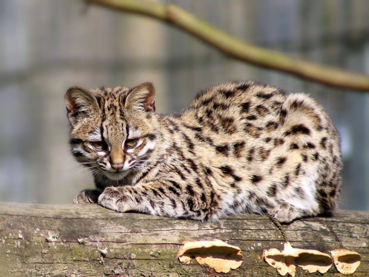 Тойгер палевый