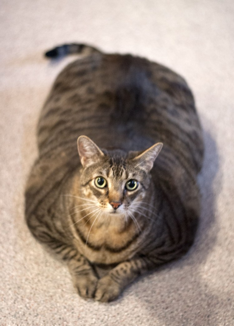 Британский тигровый табби