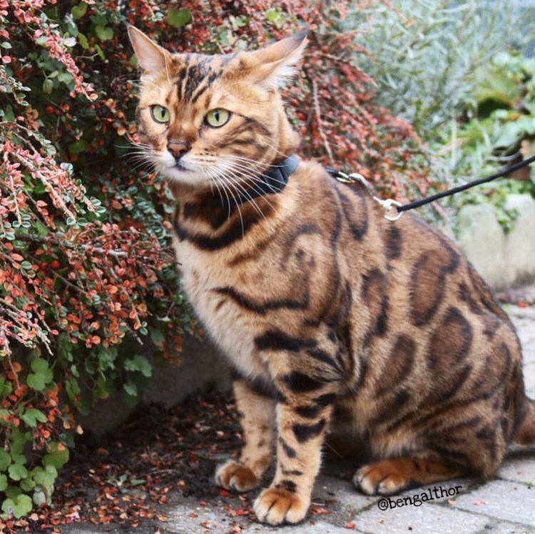 Бенгал и керл кошка