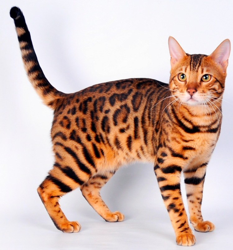 Онцилла тигровая кошка