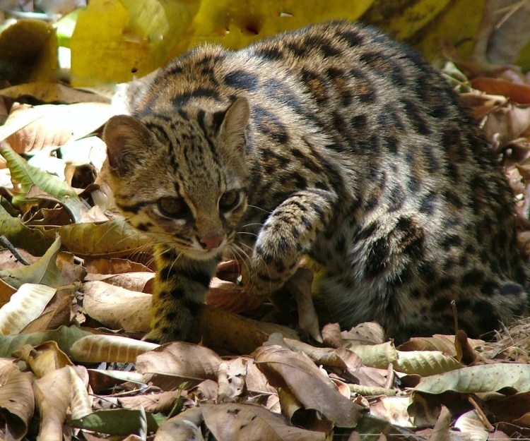 Бенгал тигровый