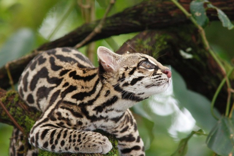 Домашняя кошка фото