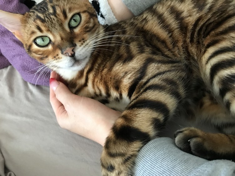 Трехцветный бенгал