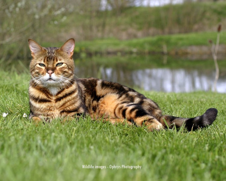 Бельгийский тойгер