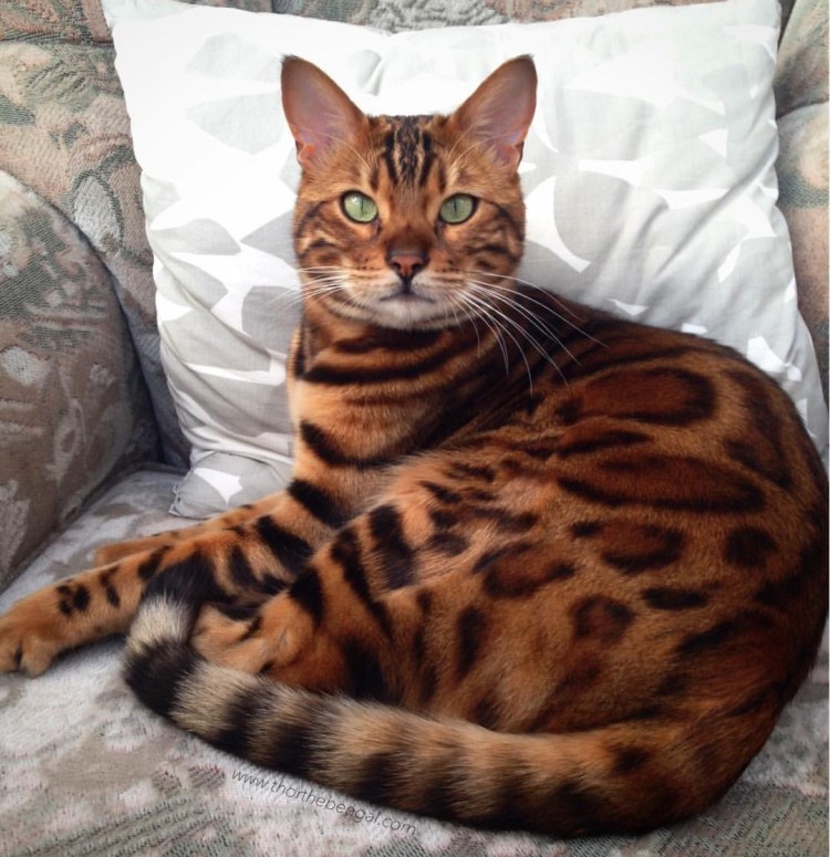 Макрелевый табби рыжий