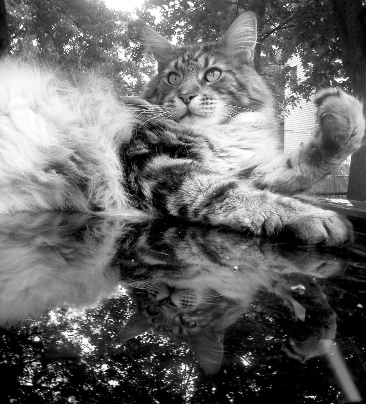 Норвежский рыболов кот