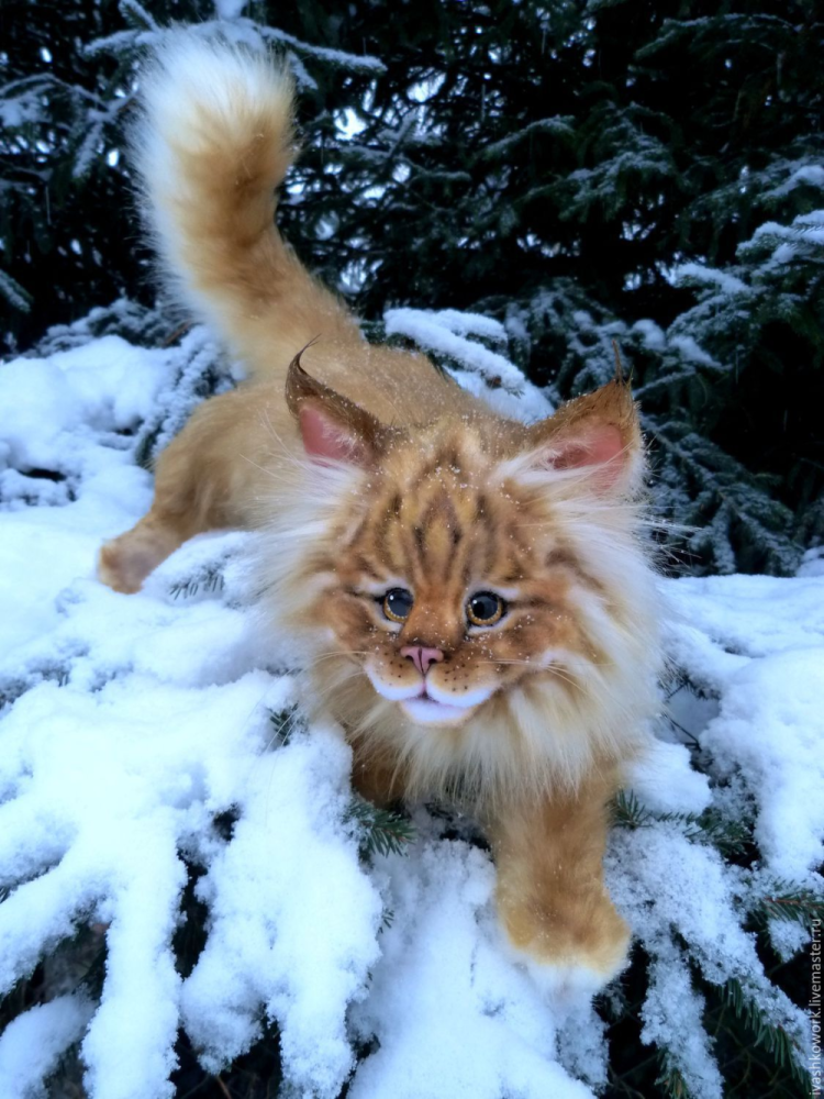 Норвежская Лесная кошка рыжая