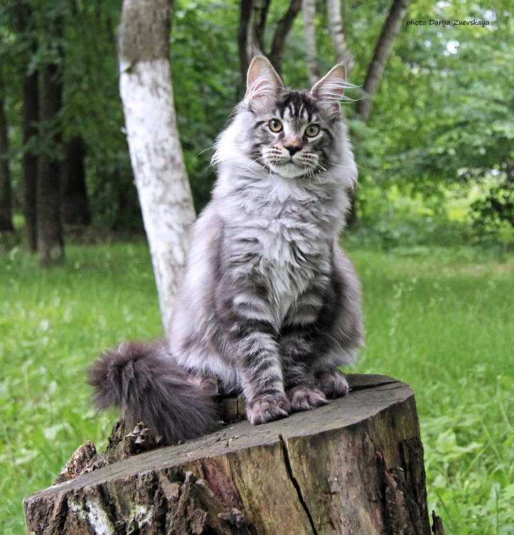 Родина Мейн кунов