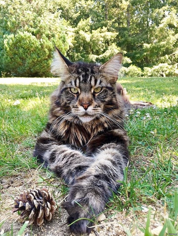 Дикая кошка Мейн кун