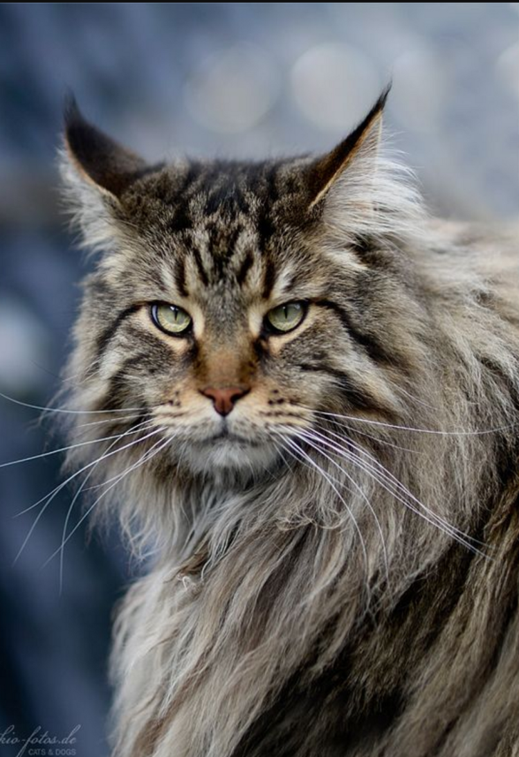 Мейн кун кошка хвост