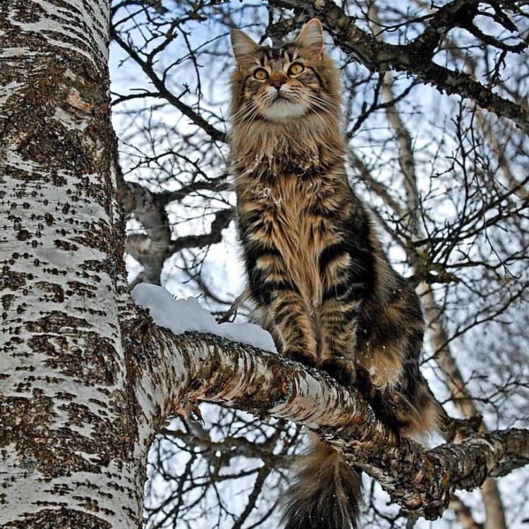 Мейн кун великан