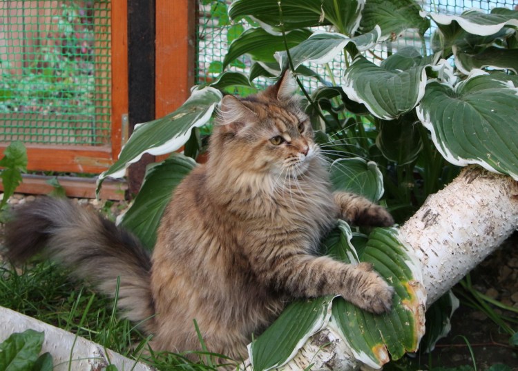 Мейн кун дикий