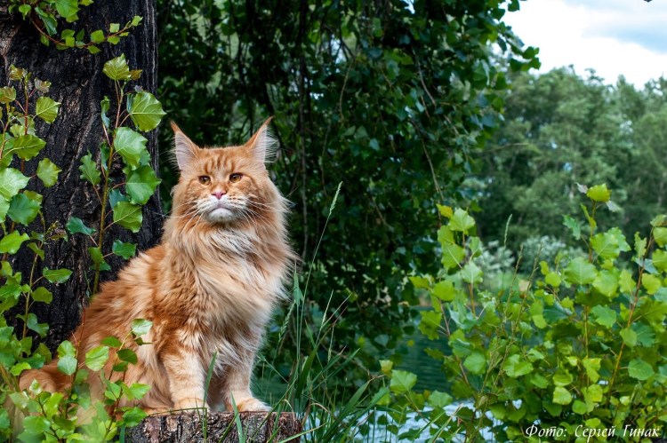 Мейн кун рыжий котенок