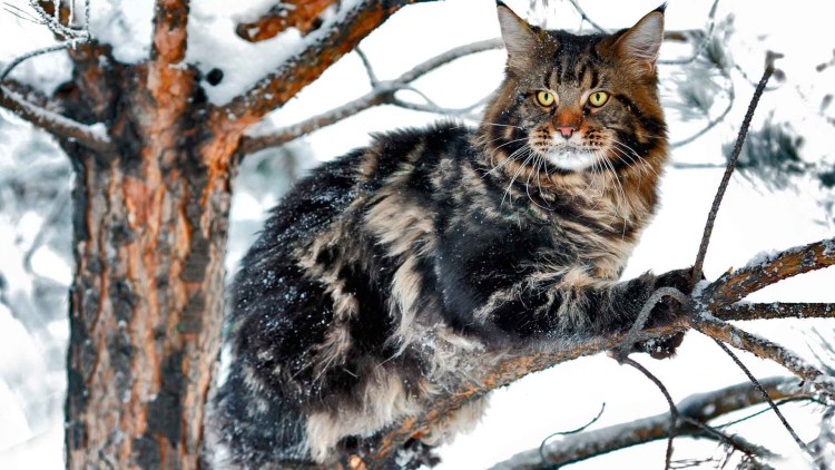 Лесной кот Мейн кун