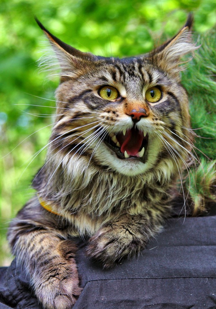 Дикий кот Мейн кун