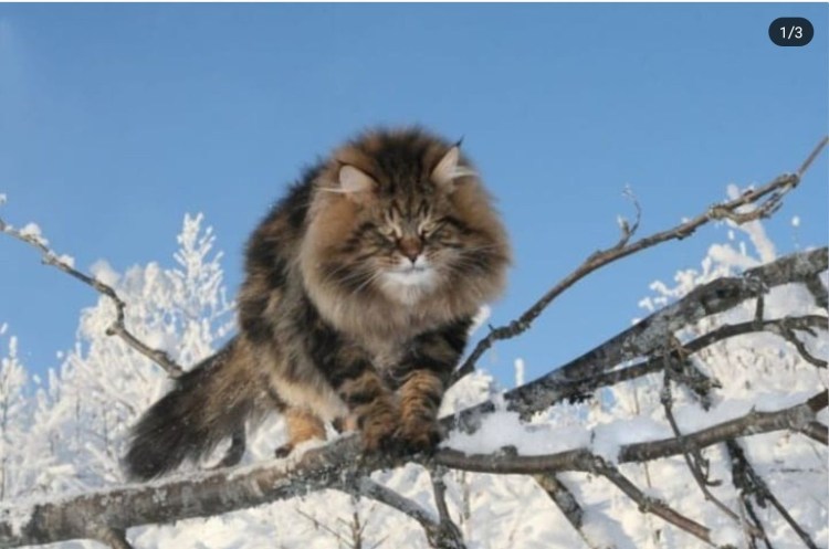 Мейн кун Сибиряк