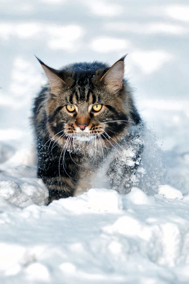 Bast Bayet питомник Мейн кун