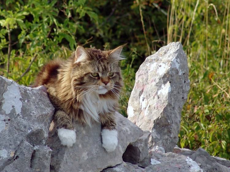 2 . Норвежская Лесная кошка