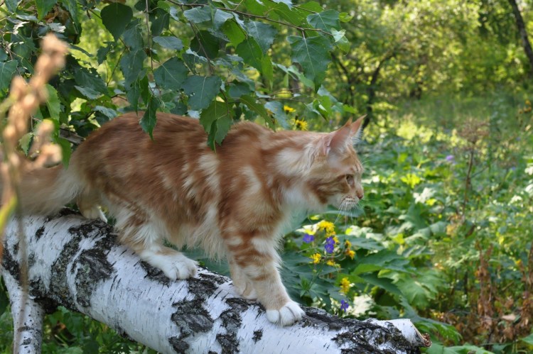 Мейн кун и колли