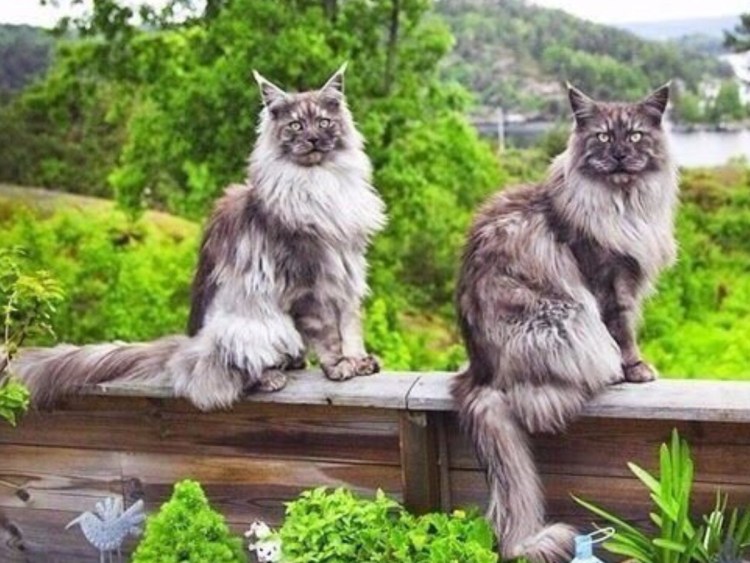 Кот мэйкун обои на рабочий