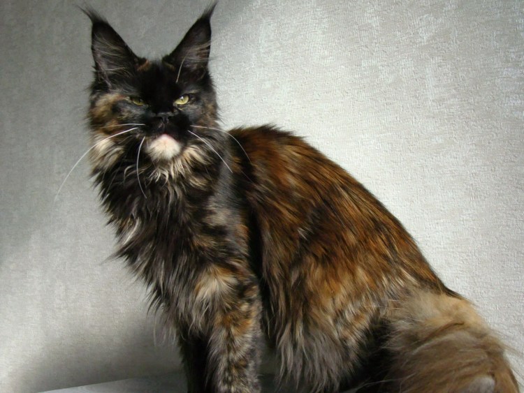 Лесной кот Мейн кун