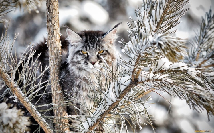 Куна Лісова