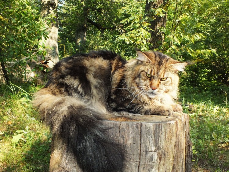 Дикие Мейн куны